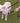 Halti Training Lead Large Red
