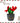 Henrietta Poinsettia