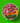 Nutriment Core Luxury Complete Lamb 1.4kg