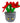 Henrietta Poinsettia
