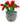 Henrietta Poinsettia