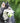 KONG Air Squeaker Tennis Ball Medium x 3