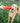 KONG Jumbler Tug Assorted Small Medium