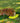 KONG Reflex Flyer