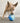 KONG Rewards Ball Large