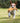 KONG Scrunch Knots Raccoon Medium/Large